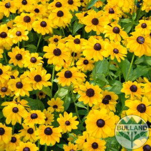 Rudbekia Toto, Rudbeckia Hirta Toto Gold