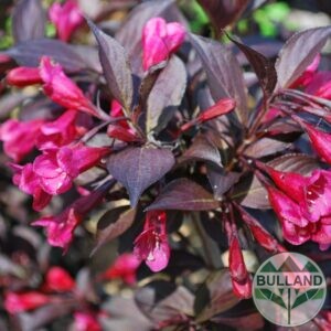 Вайгела Александра, Weigela florida 'Alexandra', конт. 5 л.