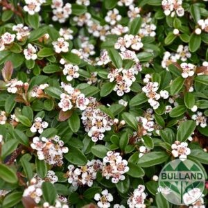 Cotoneaster Major, Cotoneaster Dammeri Major, cont. 2 l.