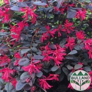 Лоропеталумът 'Черна перла', Loropetalum Chinense 'Black Pearl', височина 30/40 см