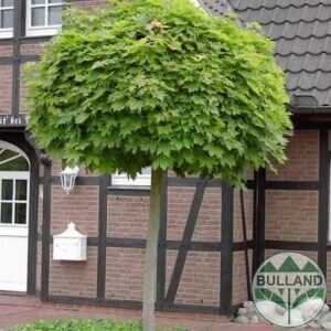 Ликвидамбър "Гъм Бал", Liquidambar styr. "Gum Ball", присадка 200 см.