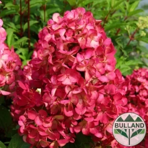 Хортензия Червен Диамант, Hydrangea paniculata Diamond Rouge