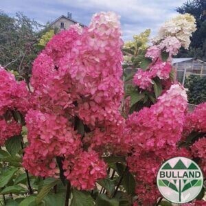 Хортензия Пиникулата Фрайз Мелба, Hydrangea pan.’Fraise melba’