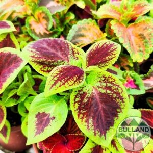 Копривка,Колеус, Coleus, конт. 1 л.