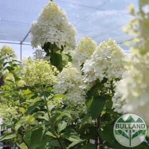 Хортензия Limelight , Hydrangea paniculata Limelight  за слънце на дръвче