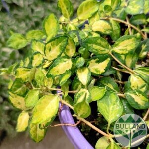 Винка в кошница, Vinca 'Variegata’