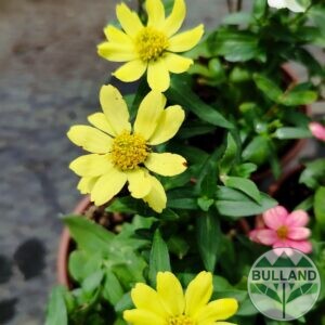 Циния жълта, Zinnia, конт.1 л.