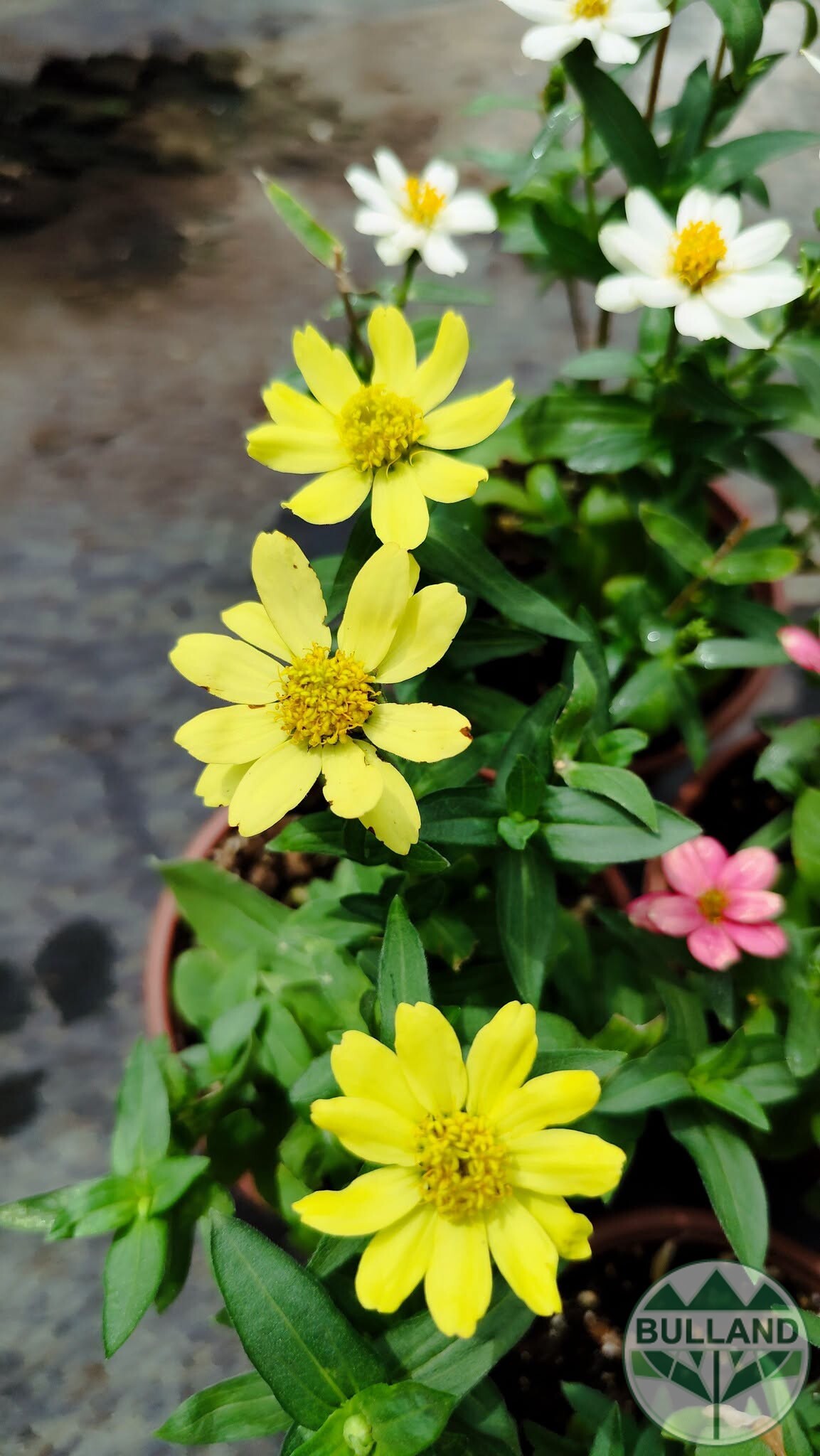 Циния жълта, Zinnia, конт.1 л.