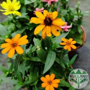 Циния оранжева, Zinnia, конт.1 л.