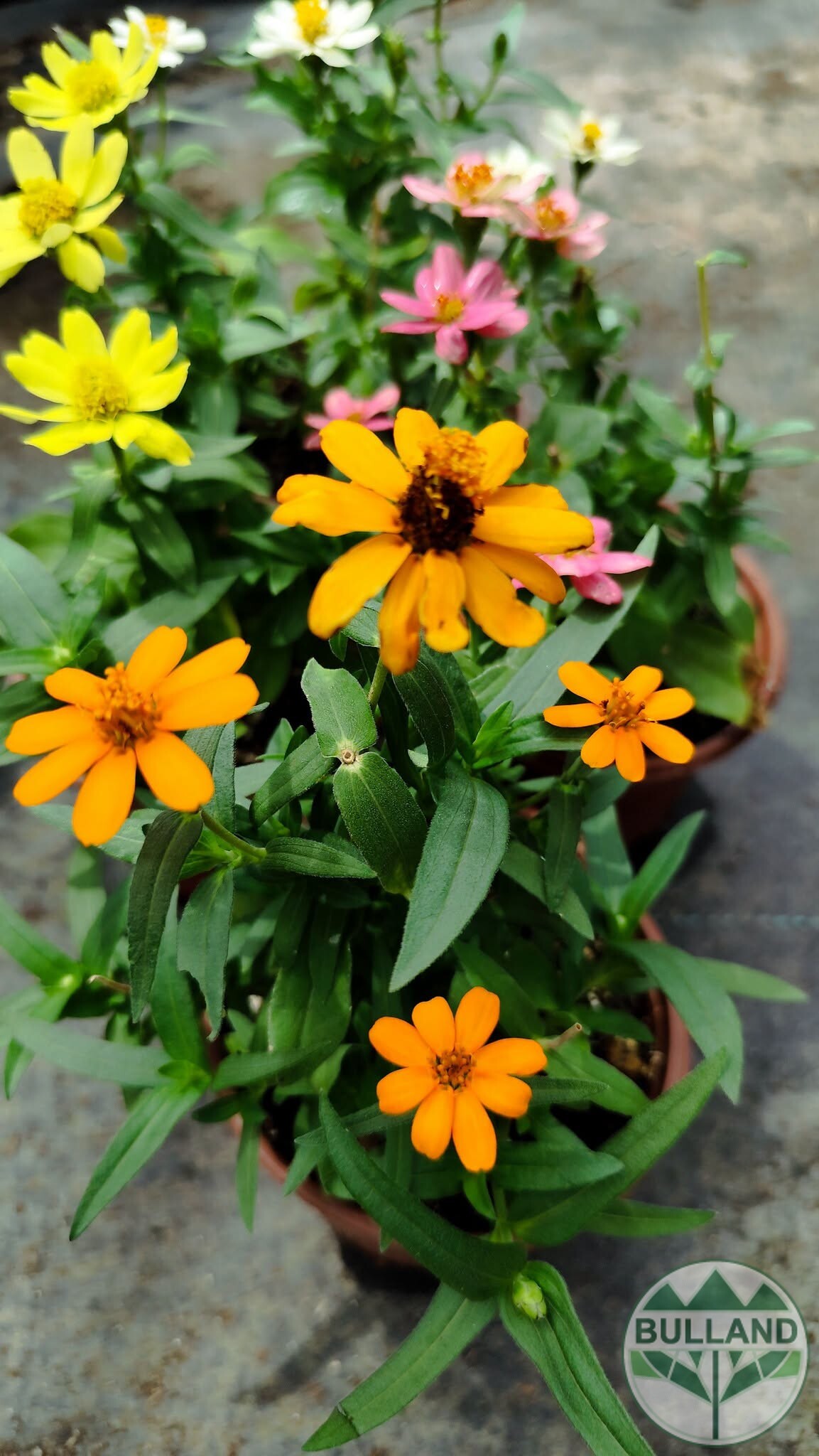 Циния оранжева, Zinnia, конт.1 л.
