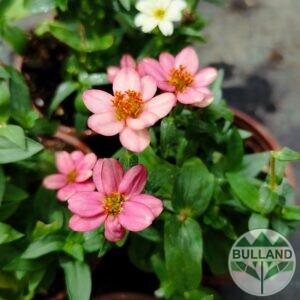 Циния розова, Zinnia, конт.1 л.
