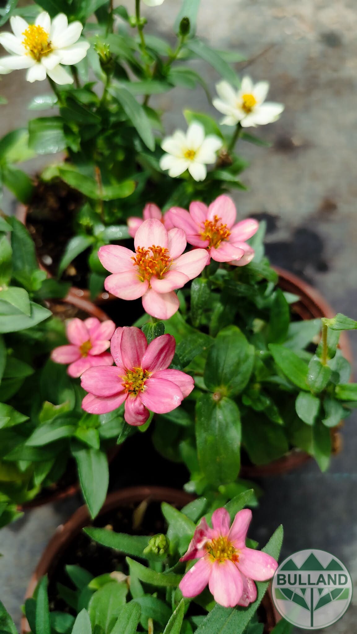 Циния розова, Zinnia, конт.1 л.