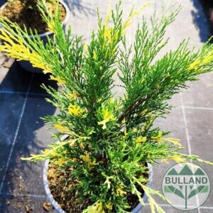 Вариегатна Хвойна, Juniperus sabina ‘Variegata’, контейнел 2 л.