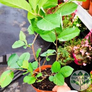 Арония „Викинг“,Aronia melanocarpa „Viking“, височина  30/40 см