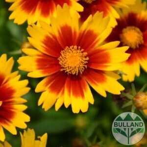 Кореопсис "Злато и Бронз", Coreopsis grandiflora "Gold & Bronze", конт. 1 л.