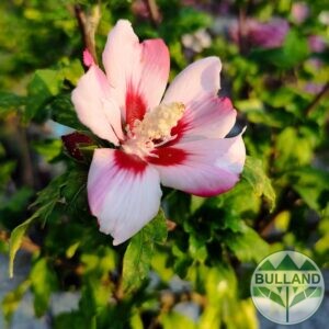 Хибискус дръвче, Hibiscus syriacus, височина 150 см