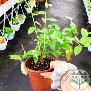 Черната американска боровинка, Vaccinium corymbosum, височина 30/40 см