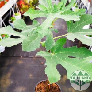 Смокиня Мадлен, Ficus carica Madeleine, височина 30/40 см