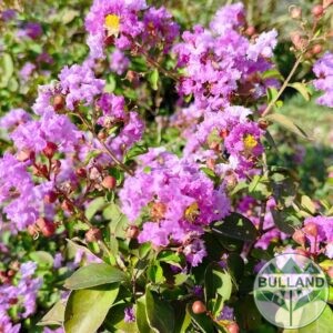 Лилав индийски люляк, Lagerstroemia indica, 80/100 см