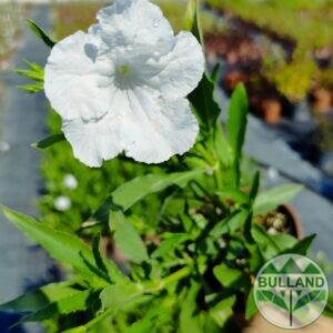 Руелия бяла, Мексиканска петуния,Ruellia White Mexican Petunia, конт. 1 л