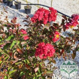 Червен индийски люляк, Lagerstroemia indica, 80/100 см