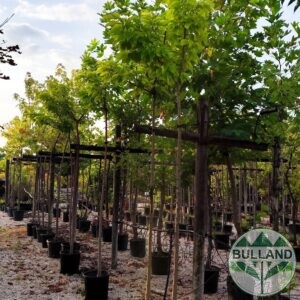 Безплодна Черница дърво, Morus platanifolia, височина 280/300 см