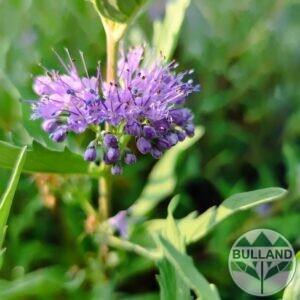 Кариоптерис, Caryopteris "Heavenly Blue", конт. 1 л.