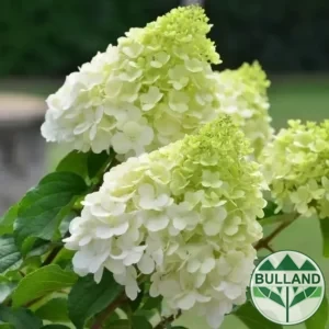 Хортензия метличеста „Полярна мечка“, Hydrangea paniculata 'Polar Bear'