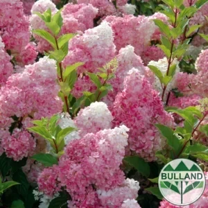Хортензия Vanille Fraise, Hydrangea paniculata Vanille Fraise за слънце на дръвче