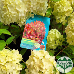 Хортензия Пиникулата Petite cherry, Hydrangea pan.’Petite cherry’