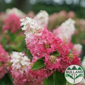 Хортензия паникулата Пинки Уинки, Hydrangea paniculata Pinky Winky