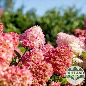 Хортензия Pink Queen  , Hydrangea paniculata Pink Queen  за слънце на дръвче
