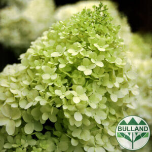 Хортензия паникулата Лаймлайт, Hydrangea Limelight