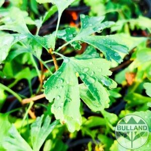 Гинко билоба, Ginkgo biloba, височина 30/40 см