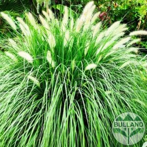 Пенисетум, Pennisetum alopecuroides, конт. 1,5 л