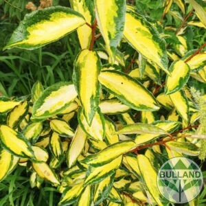 Eleagnus limelight, Миризлива върба
