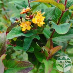 Хиперикум "Вълшебна нощ", Hypericum "Miracle Night"