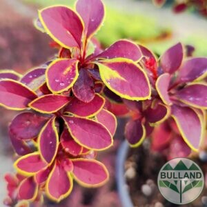 Берберис Златен Ринг, Berberis thunb. ‘Golden Ring’