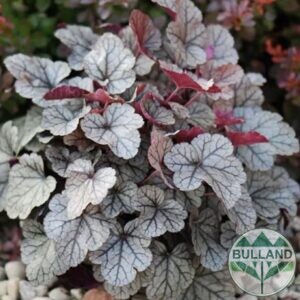 Хойхера „Сребърна боровинка“, Heuchera "Silverberry", конт. 1 л