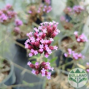 Вербена, Verbena, конт. 2 л