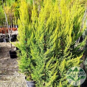 Кипарис Голд Крест, Cupressus macrocarpa Gold Crest, височина 120/140 см