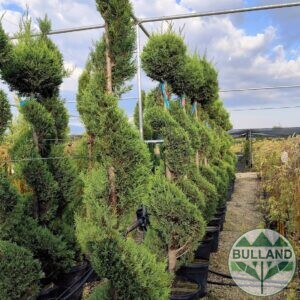 Кипарис Лейланди Спирала, височина 200/220 см