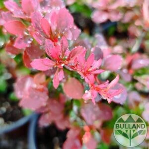 Берберис Розета, Berberis atropurpurea Rosetta, конт.1,5 л