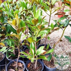 Магнолия Грандифлора , Magnolia Grandiflora , 100/120 см.