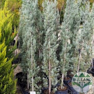 Аризонски кипарис, Cupressus arizonica, височина 130/140 см