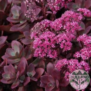 Седум, Sedum "Sunsparkler Firecracker", конт. 1,5 л