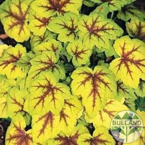 Хойхера Stoplight, Heucherella Stoplight, конт. 1 л