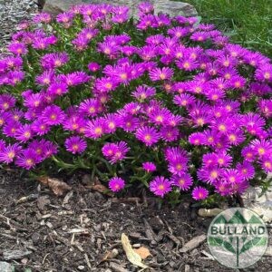 Делосперма (Delosperma cooperii),