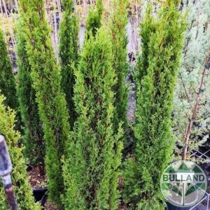 Кипарис Тотем, Cupressus Sempervirens Тotem, височина 100/120 см