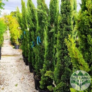 Кипарис Тотем,  Cupressus Sempervirens Тotem, височина 175 /200 см